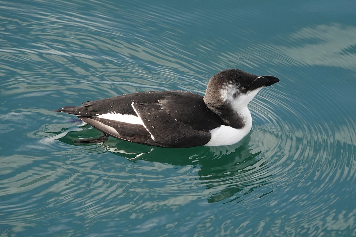 オオハシウミガラス - ML644551495