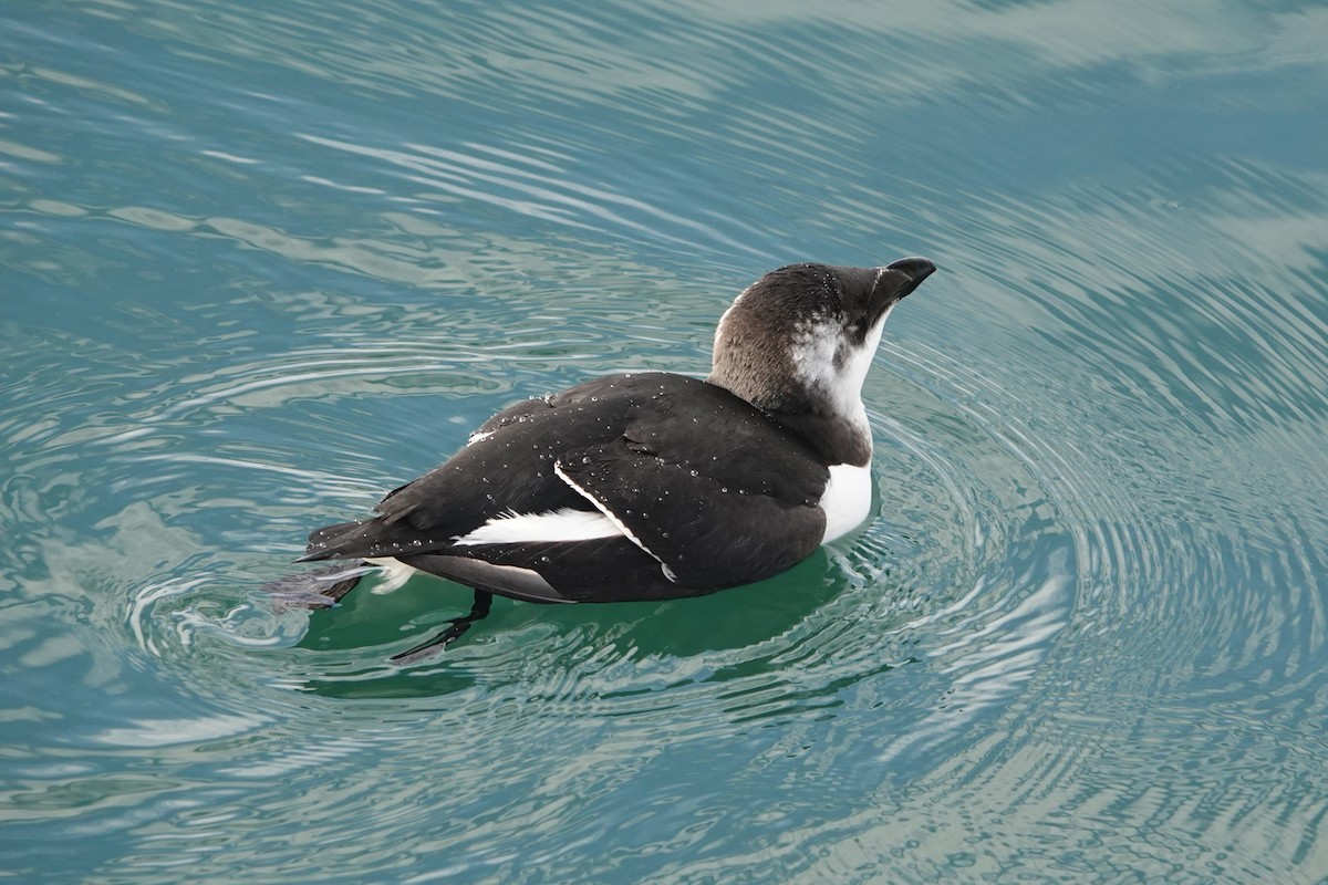 オオハシウミガラス - ML644551497