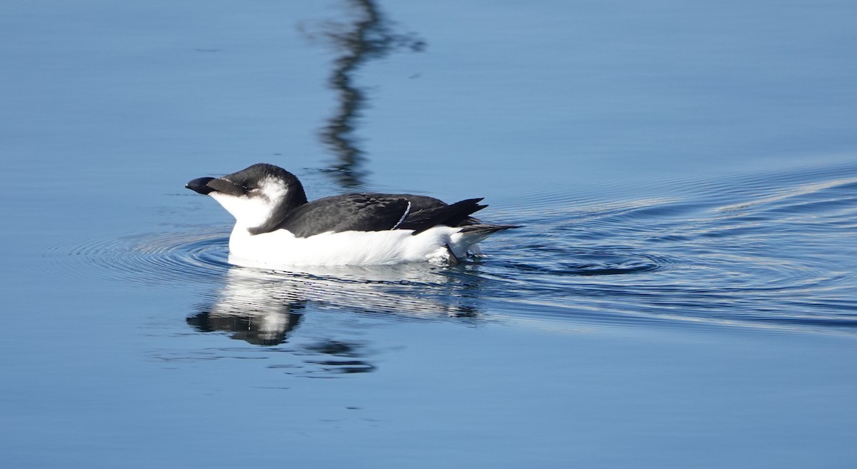 オオハシウミガラス - ML644551498