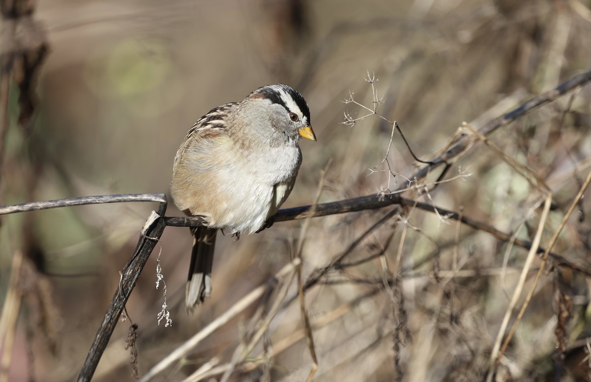 White-crowned Sparrow - ML644551499