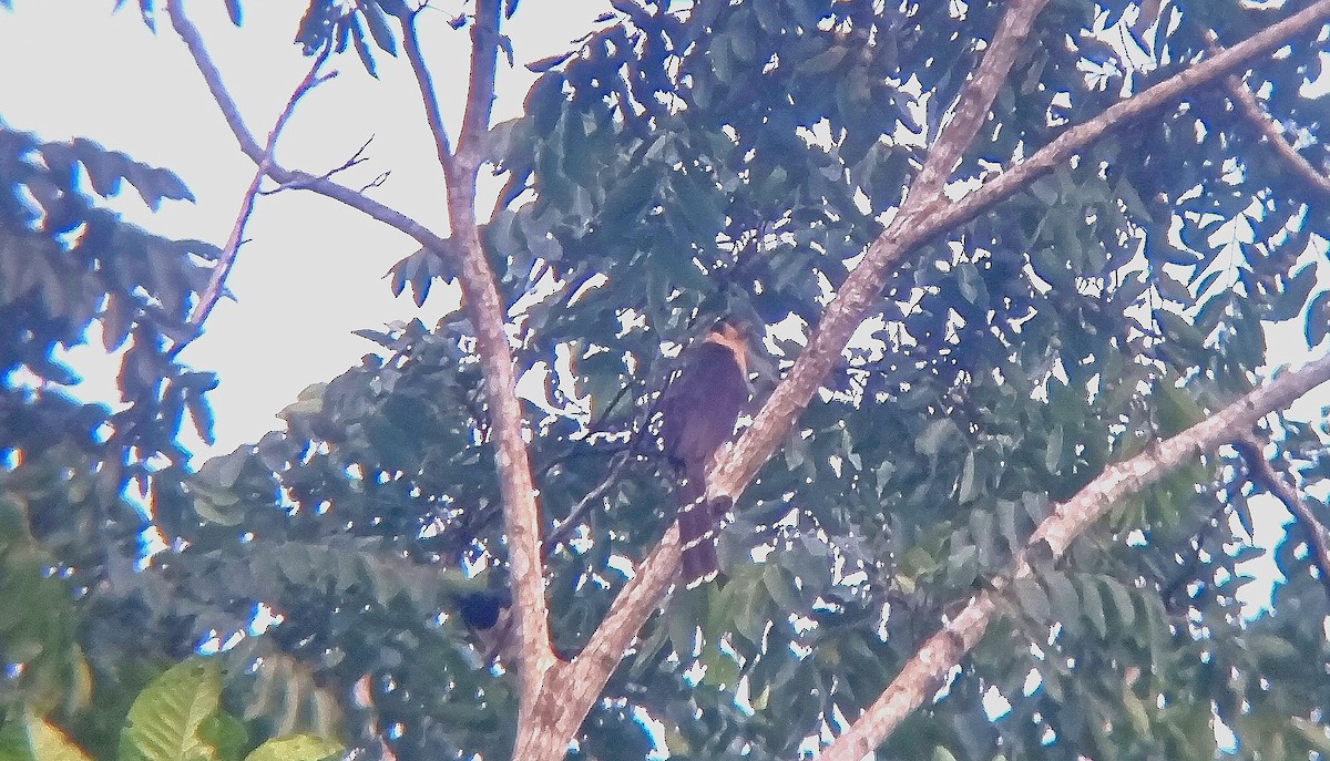 Collared Forest-Falcon - ML644551534