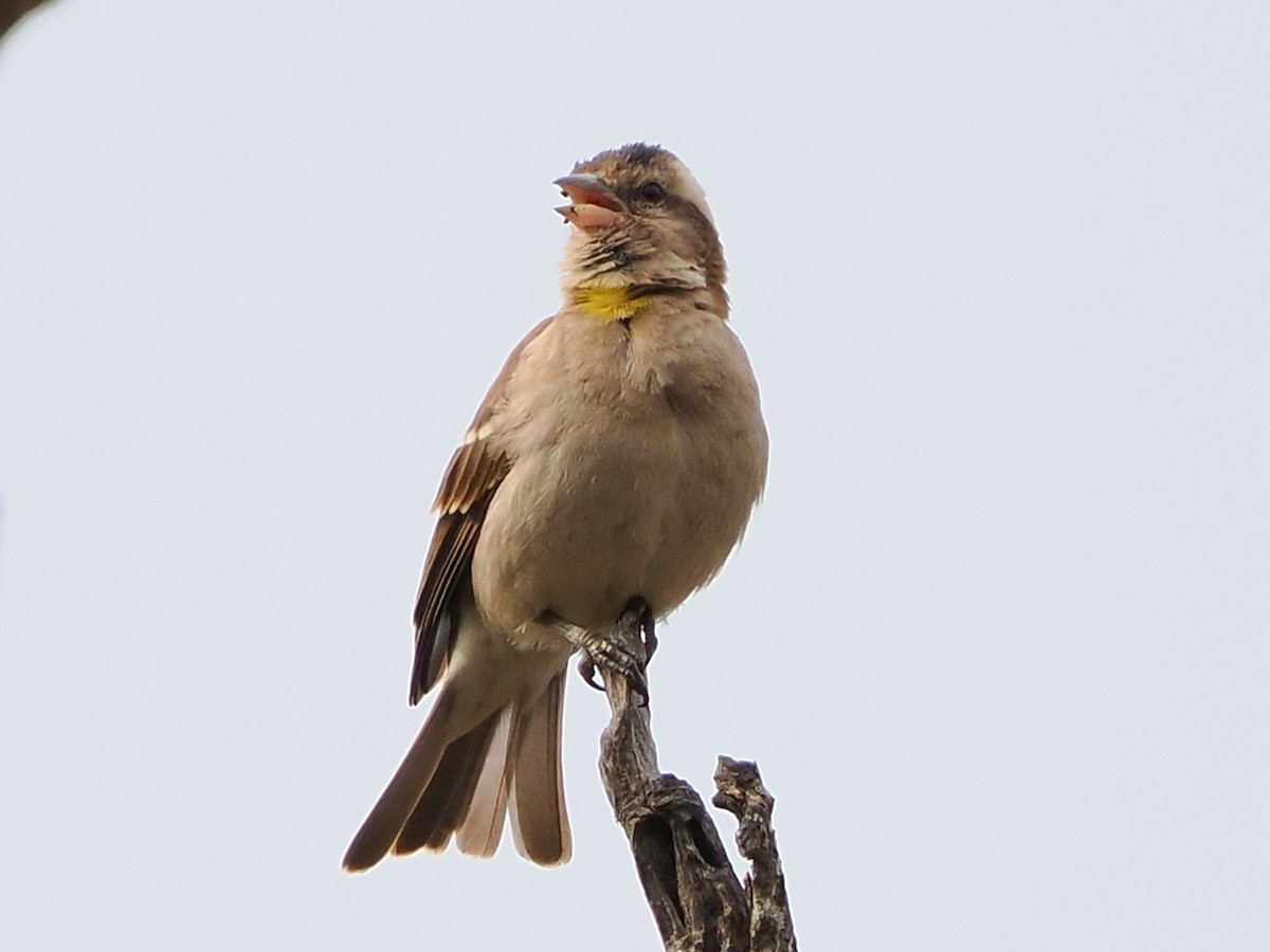 Kapsteinsperling - ML644551541