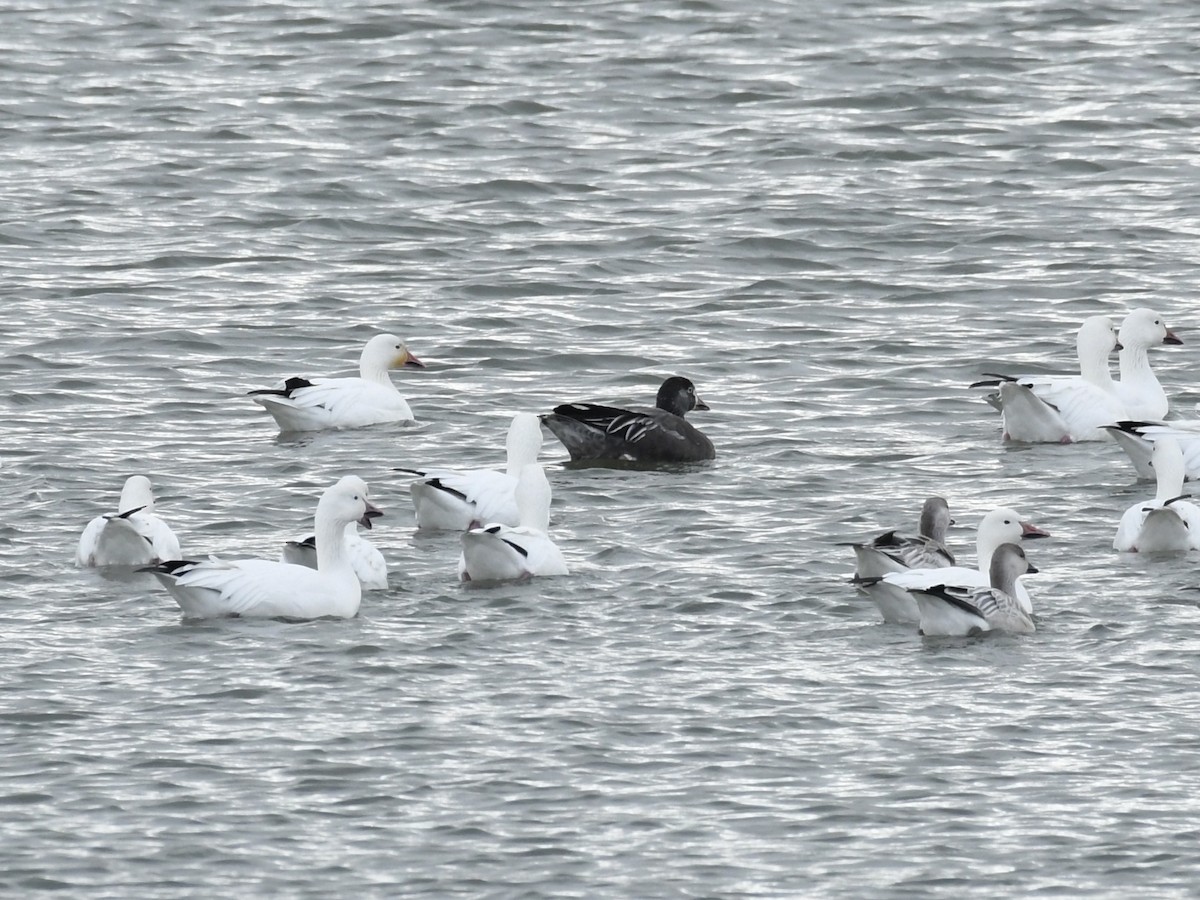 Цасны галуу - ML644551542