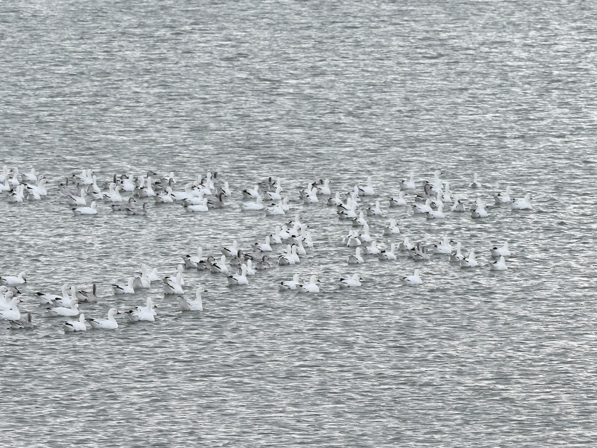 Цасны галуу - ML644551544