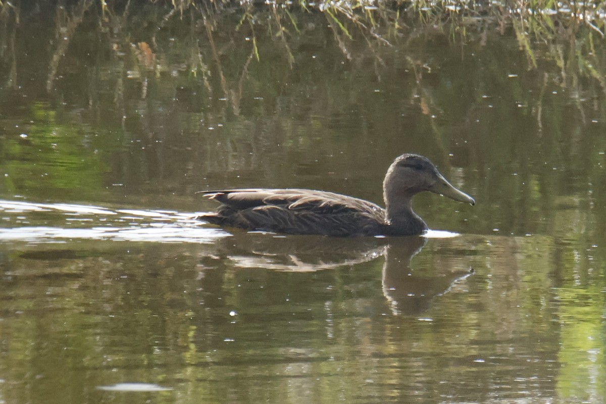 kachna mexická - ML644551545