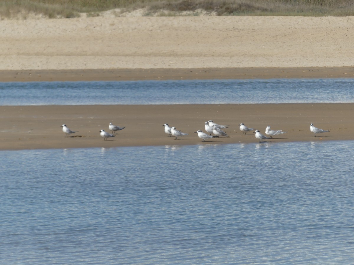 Sterne caugek - ML644551547