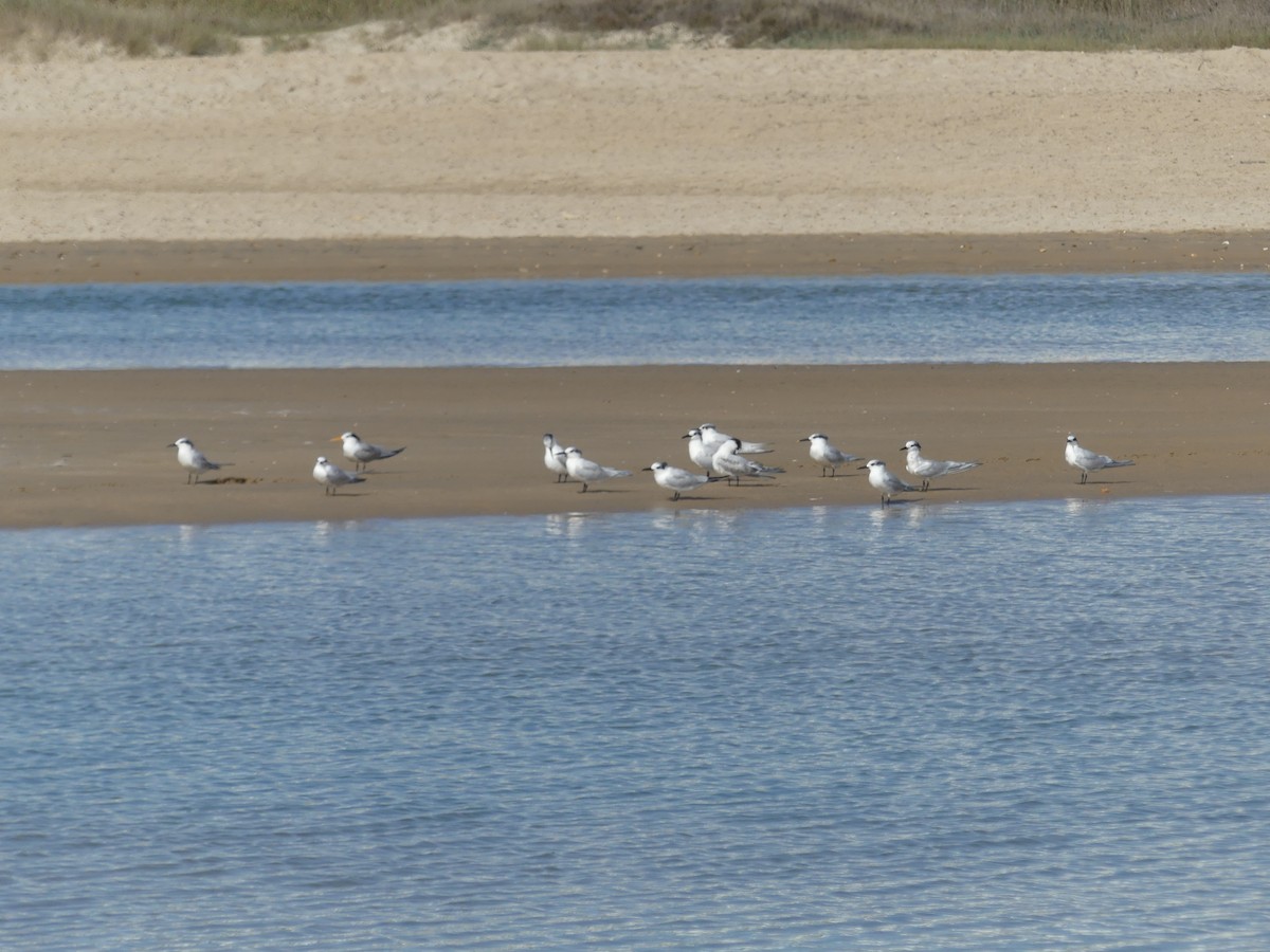 Sterne caugek - ML644551549