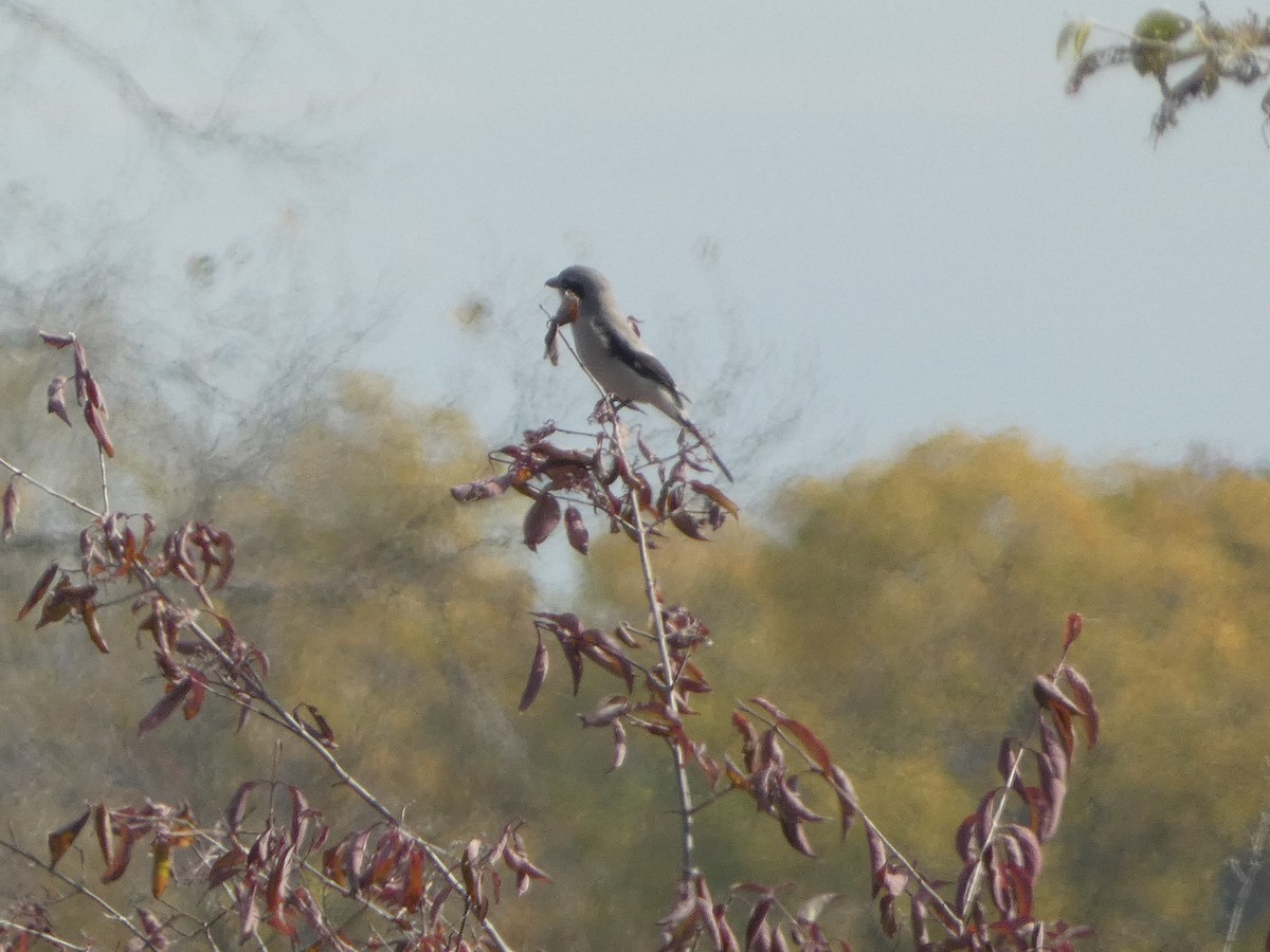 オオモズ - ML644551551