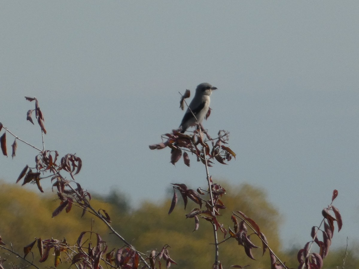 オオモズ - ML644551552