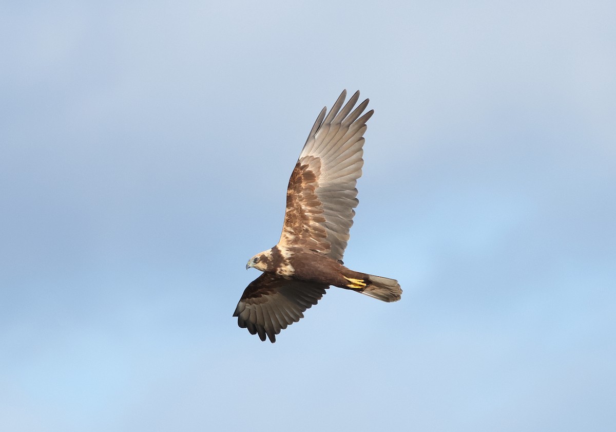 Saz Delicesi - ML644551554