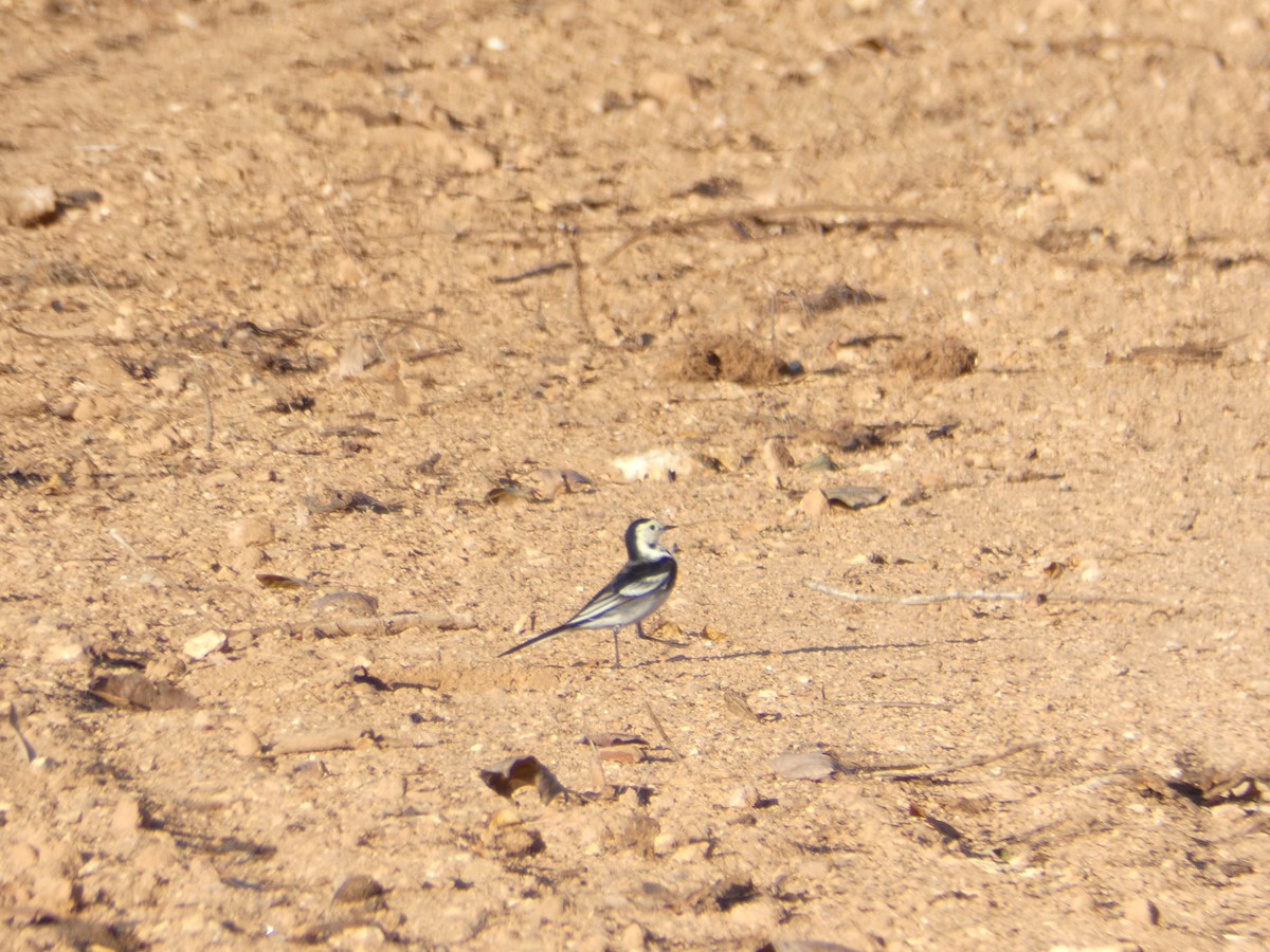 Bergeronnette grise (yarrellii) - ML644551559