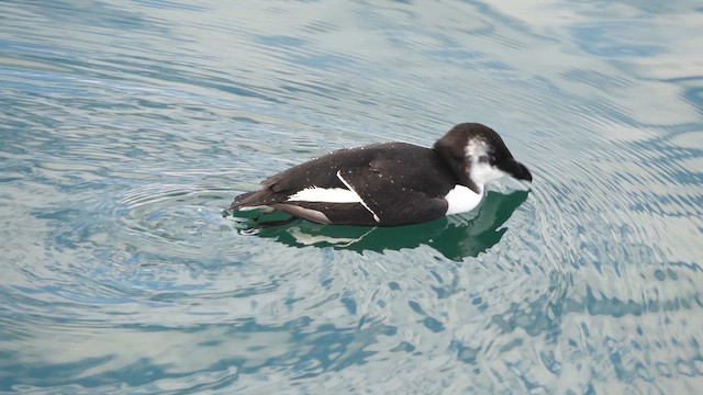 Petit Pingouin - ML644551572