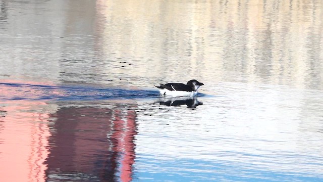 Petit Pingouin - ML644551573