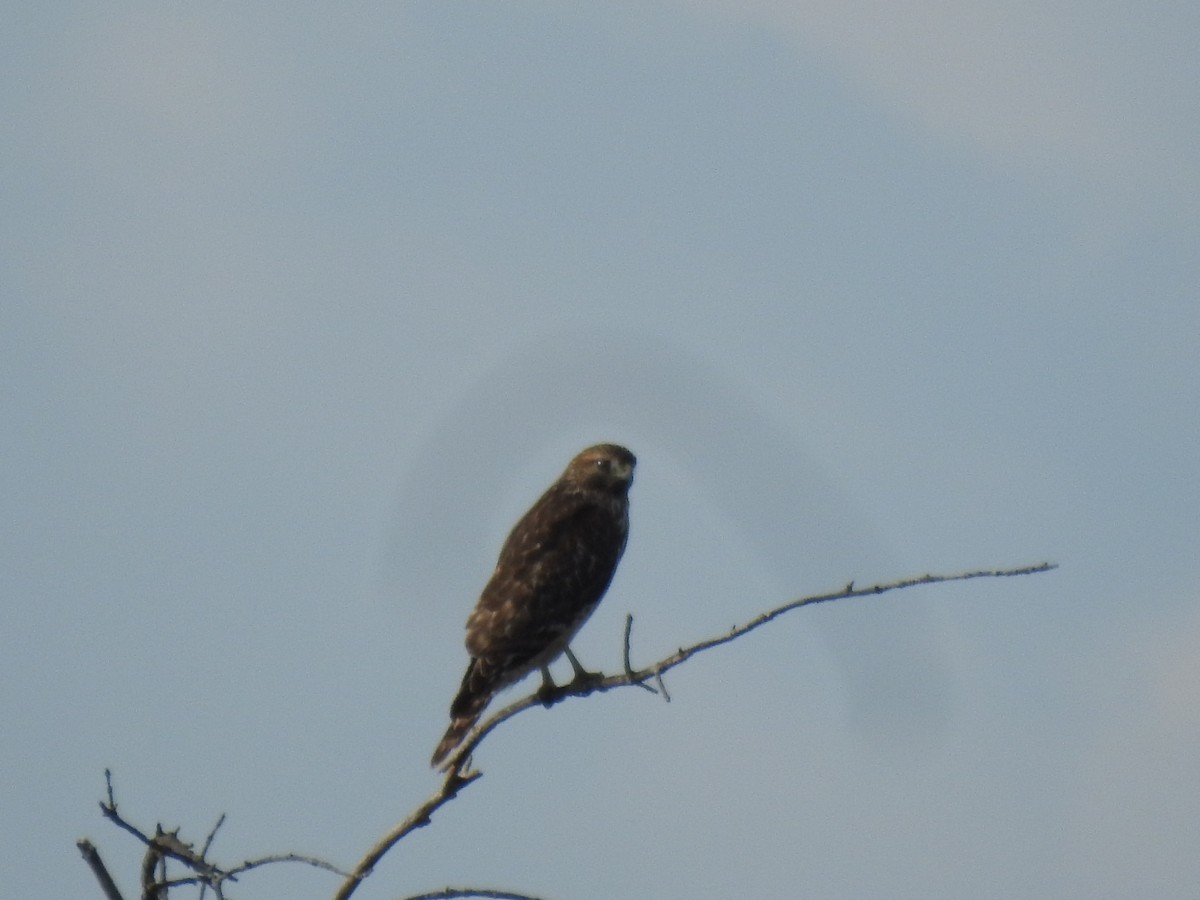Red-shouldered Hawk - ML644551575