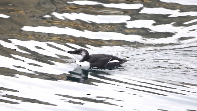 Petit Pingouin - ML644551576