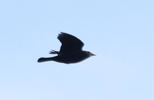 Icteridae sp. - ML644551579