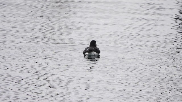 Petit Pingouin - ML644551580