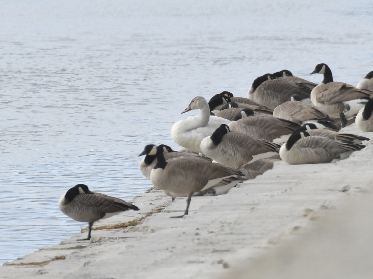 Beltxarga txistularia - ML644551585