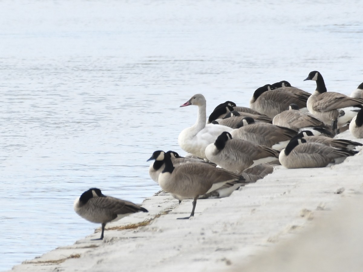 Beltxarga txistularia - ML644551586