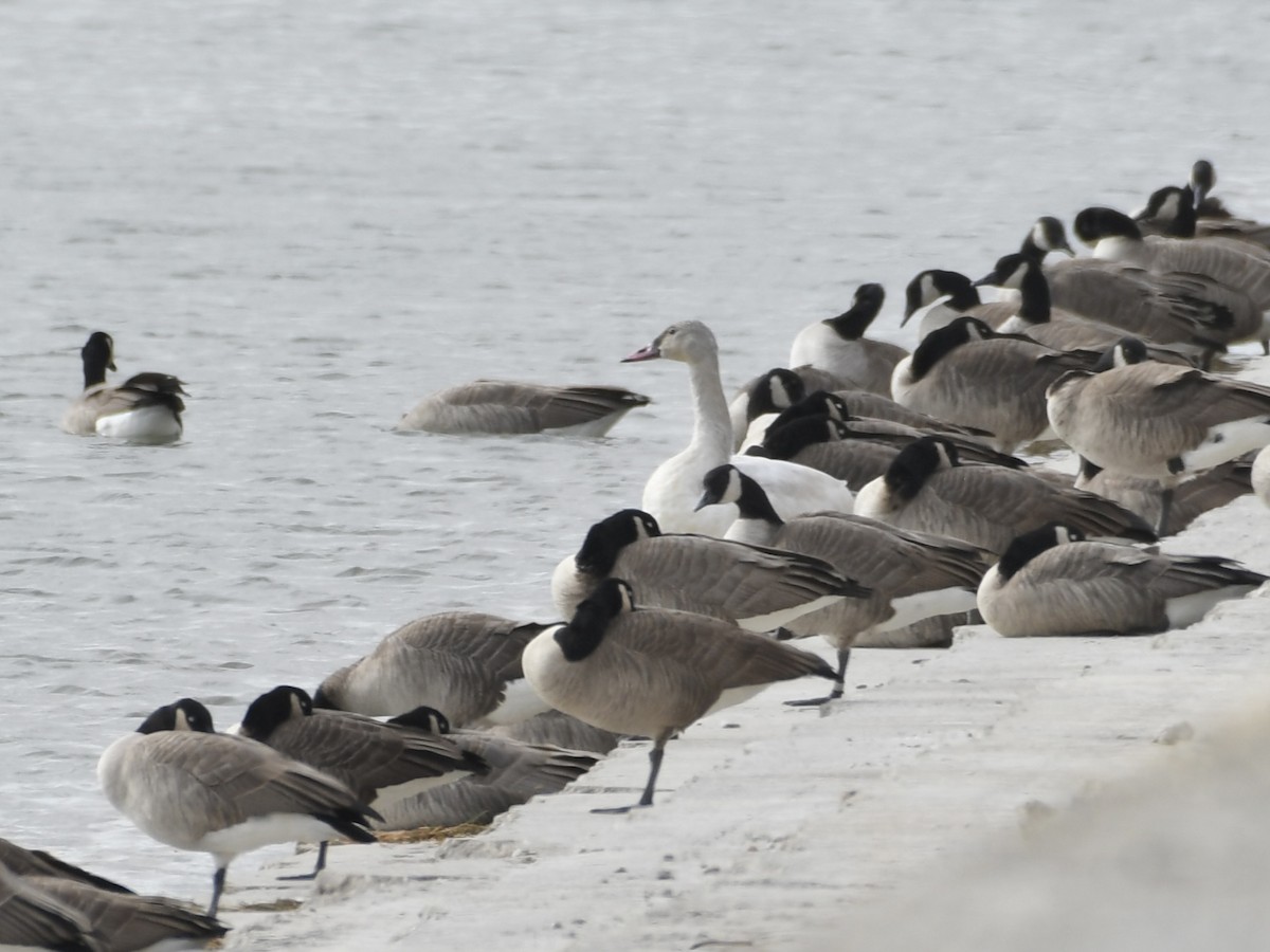 Beltxarga txistularia - ML644551587