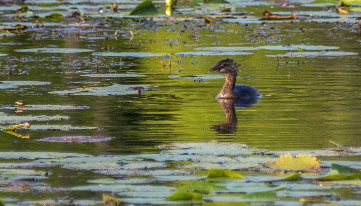 ringnebbdykker - ML644551590