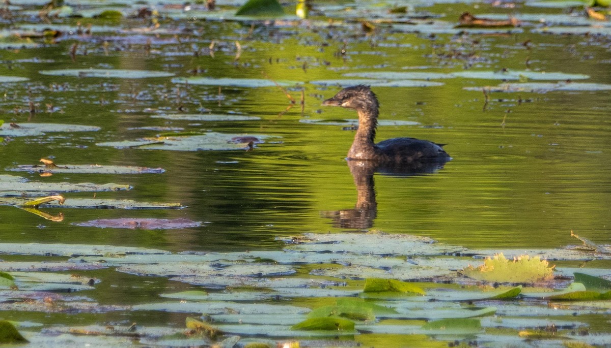 ringnebbdykker - ML644551591