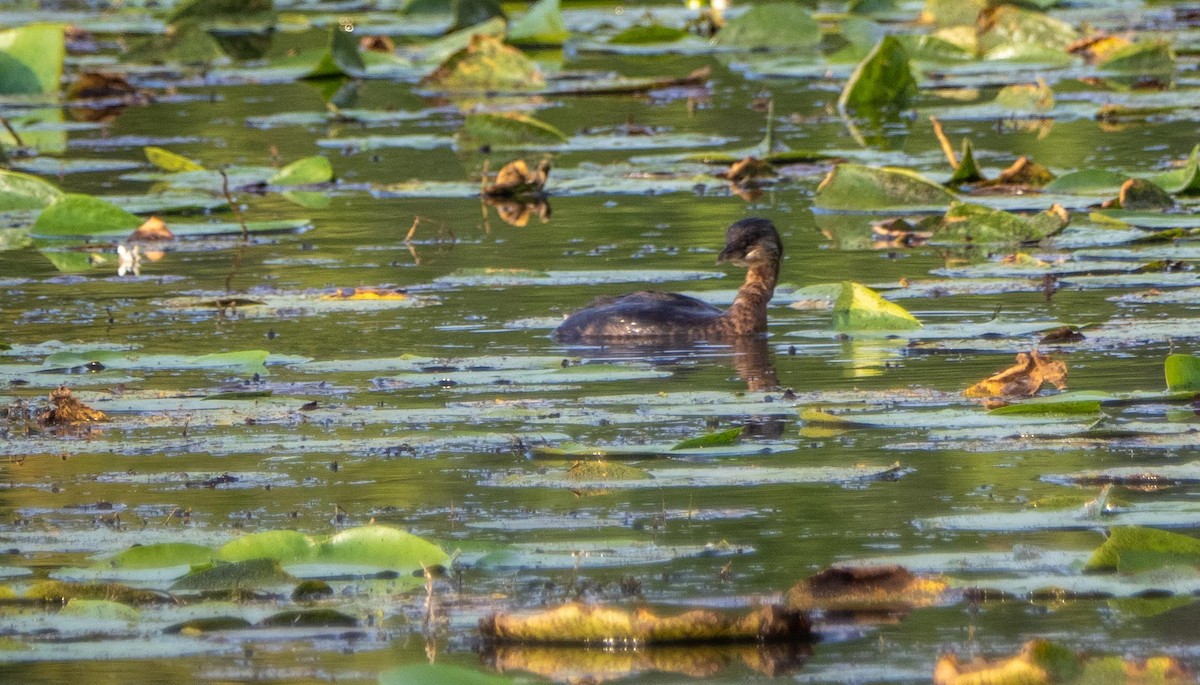 ringnebbdykker - ML644551592