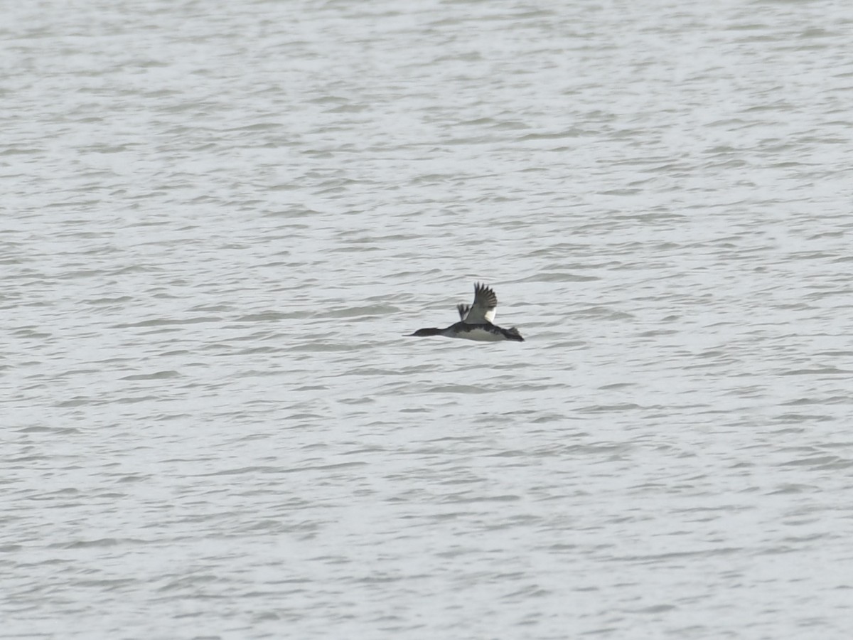 מרגון בינוני - ML644551598