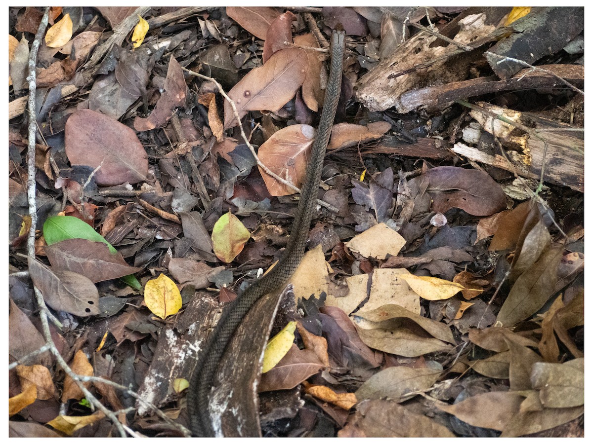 Animals - ML644551599