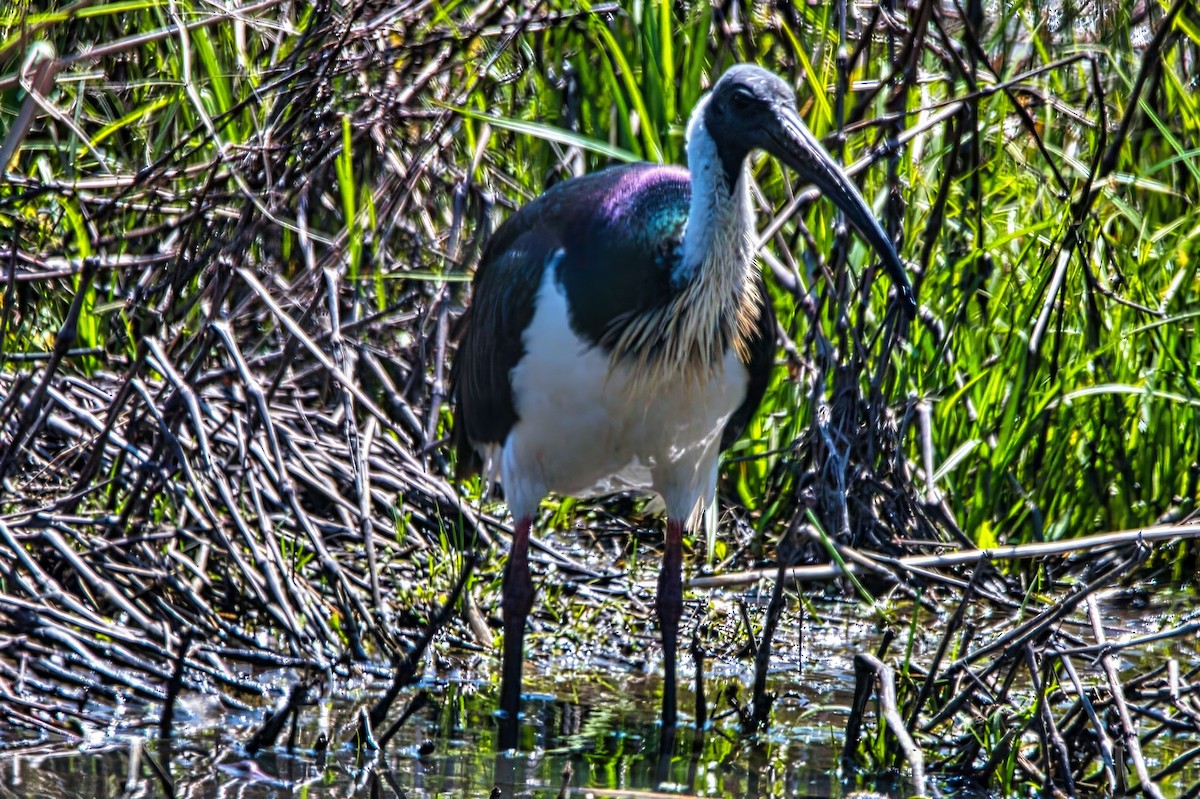 Straw-necked Ibis - ML644551601