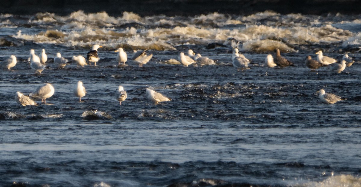 Gavión Atlántico - ML644551603