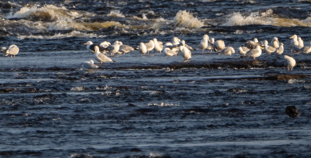 Gavión Atlántico - ML644551604