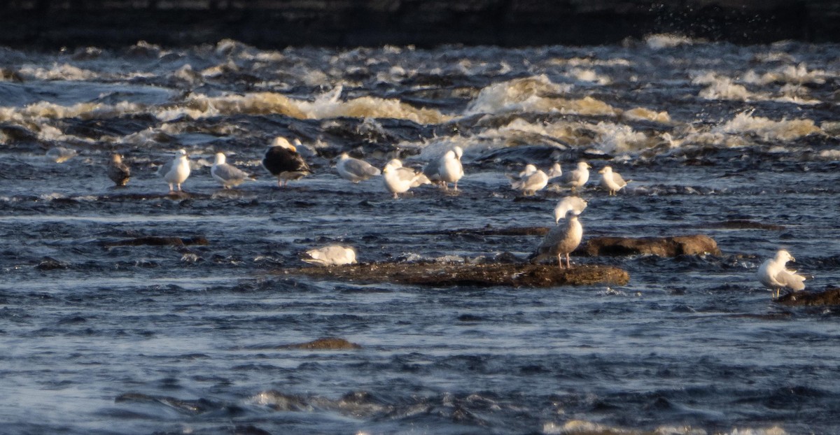 Gavión Atlántico - ML644551606