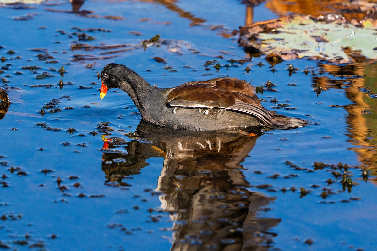 סופית אמריקנית - ML644551613