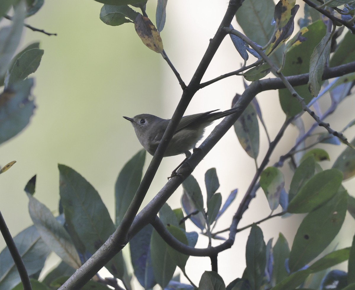 Золотомушка рубіновочуба - ML644551617