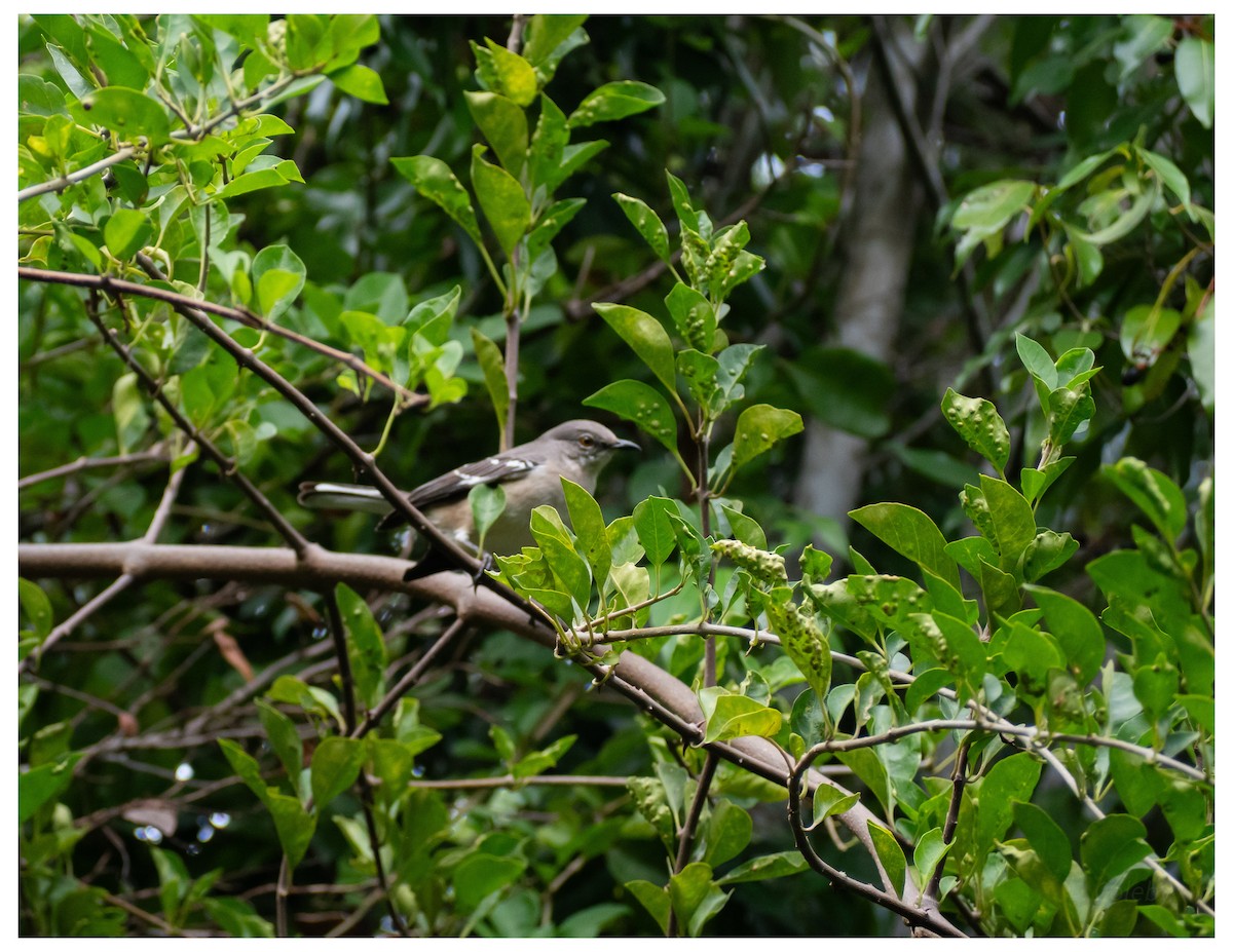 sangspottefugl - ML644551633