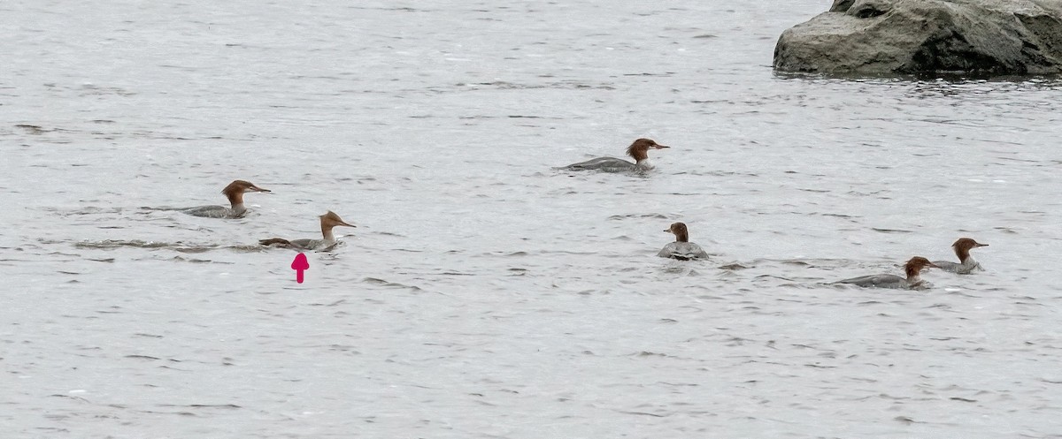 מרגון בינוני - ML644551636