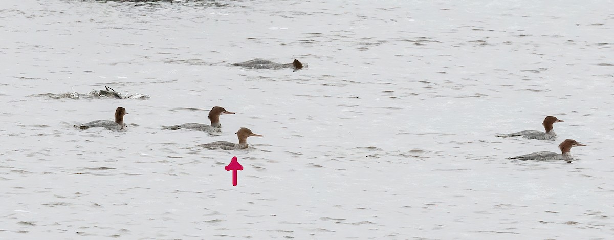 מרגון בינוני - ML644551637