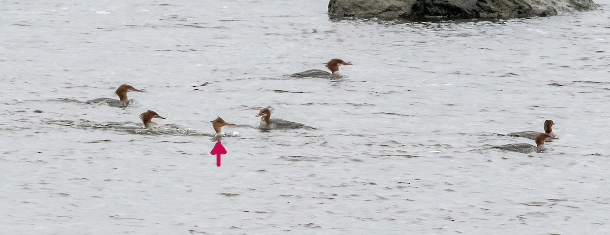 מרגון בינוני - ML644551638