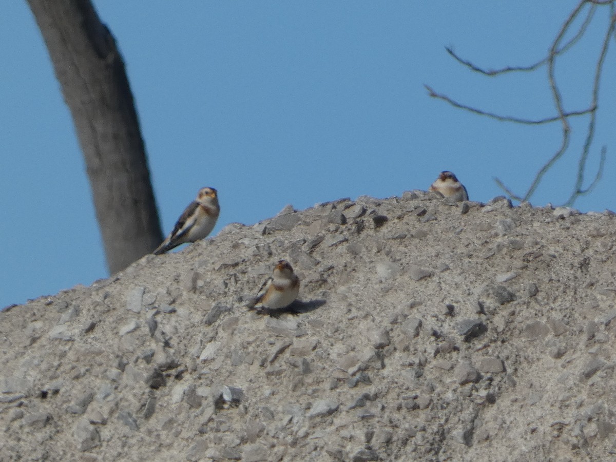 ユキホオジロ - ML644551639