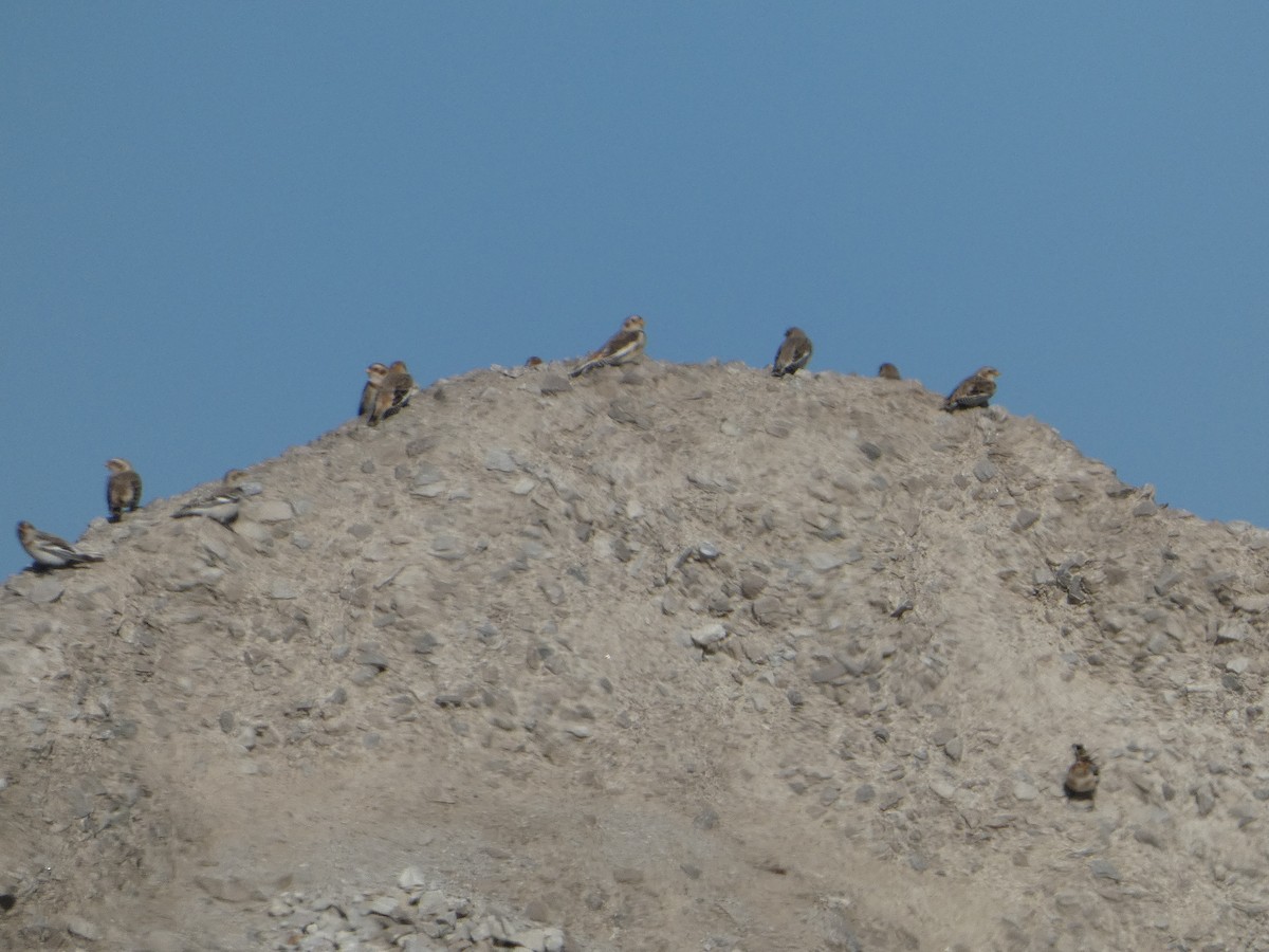 ユキホオジロ - ML644551640