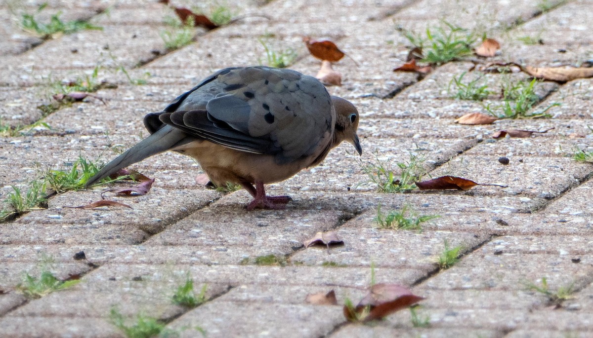 Mourning Dove - ML644551646