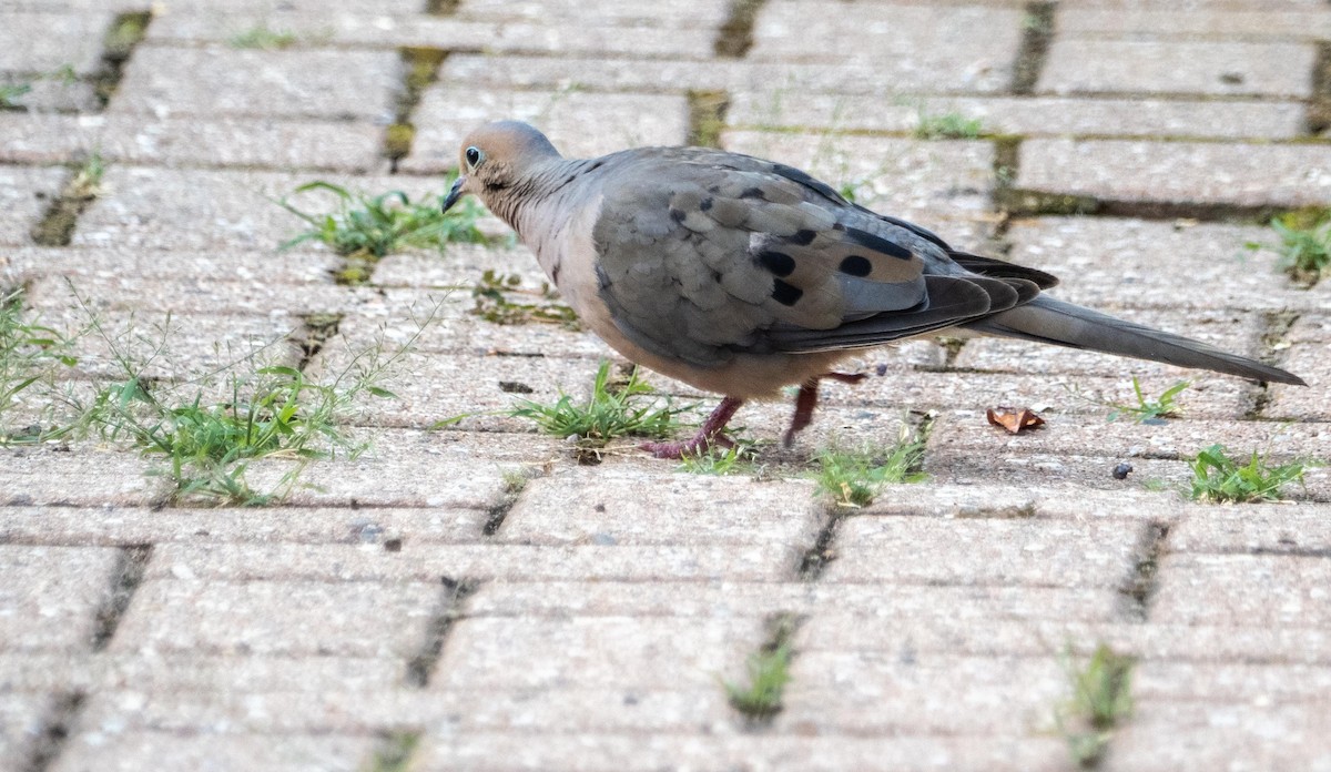 Mourning Dove - ML644551647