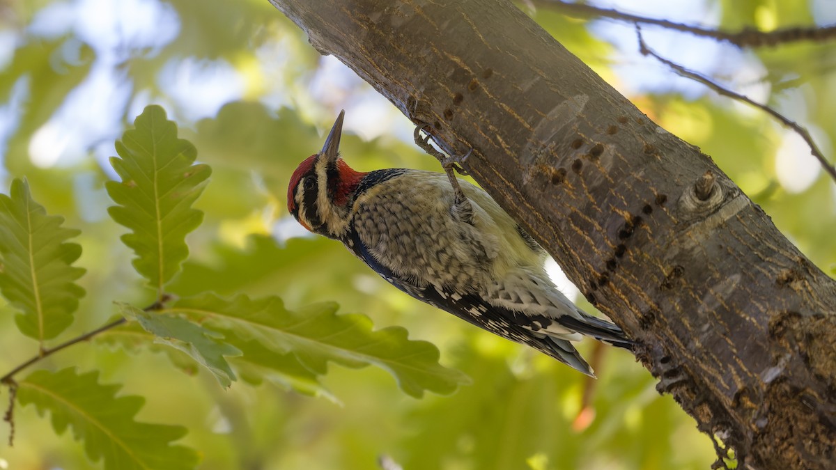 Red-naped Sapsucker - ML644551649