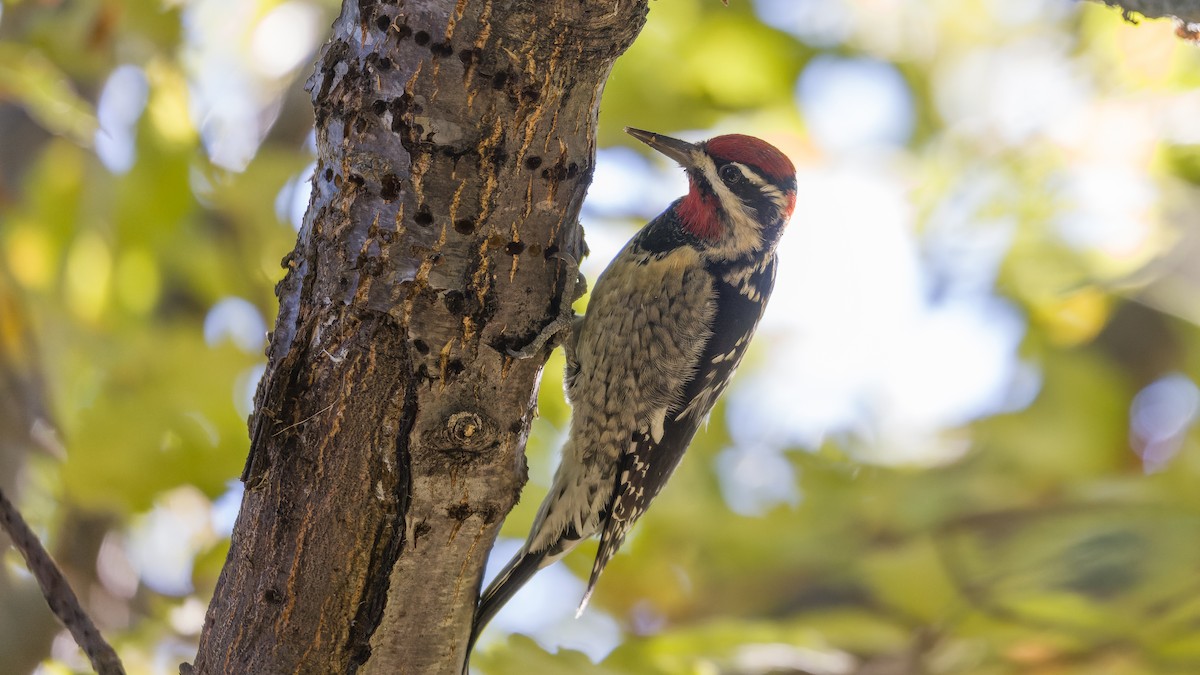 Red-naped Sapsucker - ML644551650