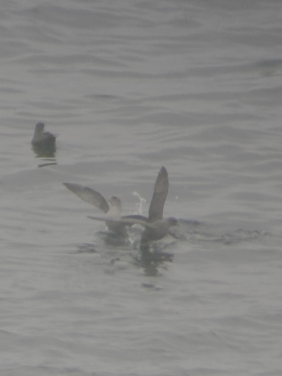 Буревісник кочівний - ML644551653