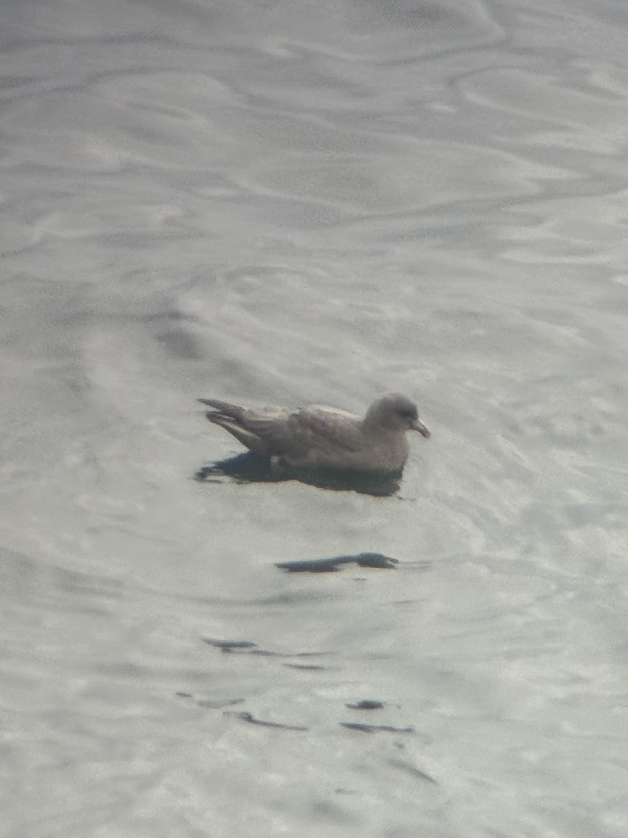 Буревісник кочівний - ML644551654