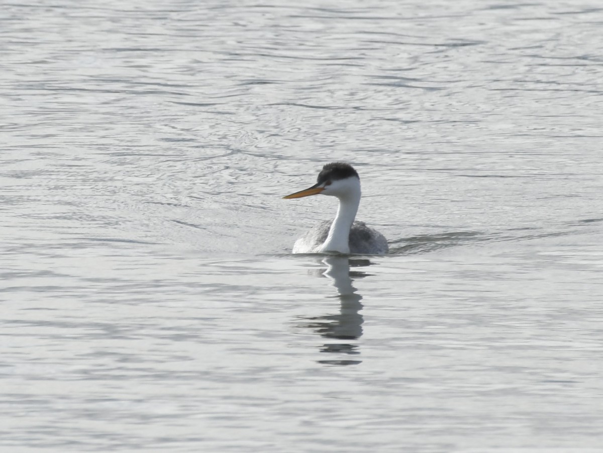 Clark murgila - ML644551655