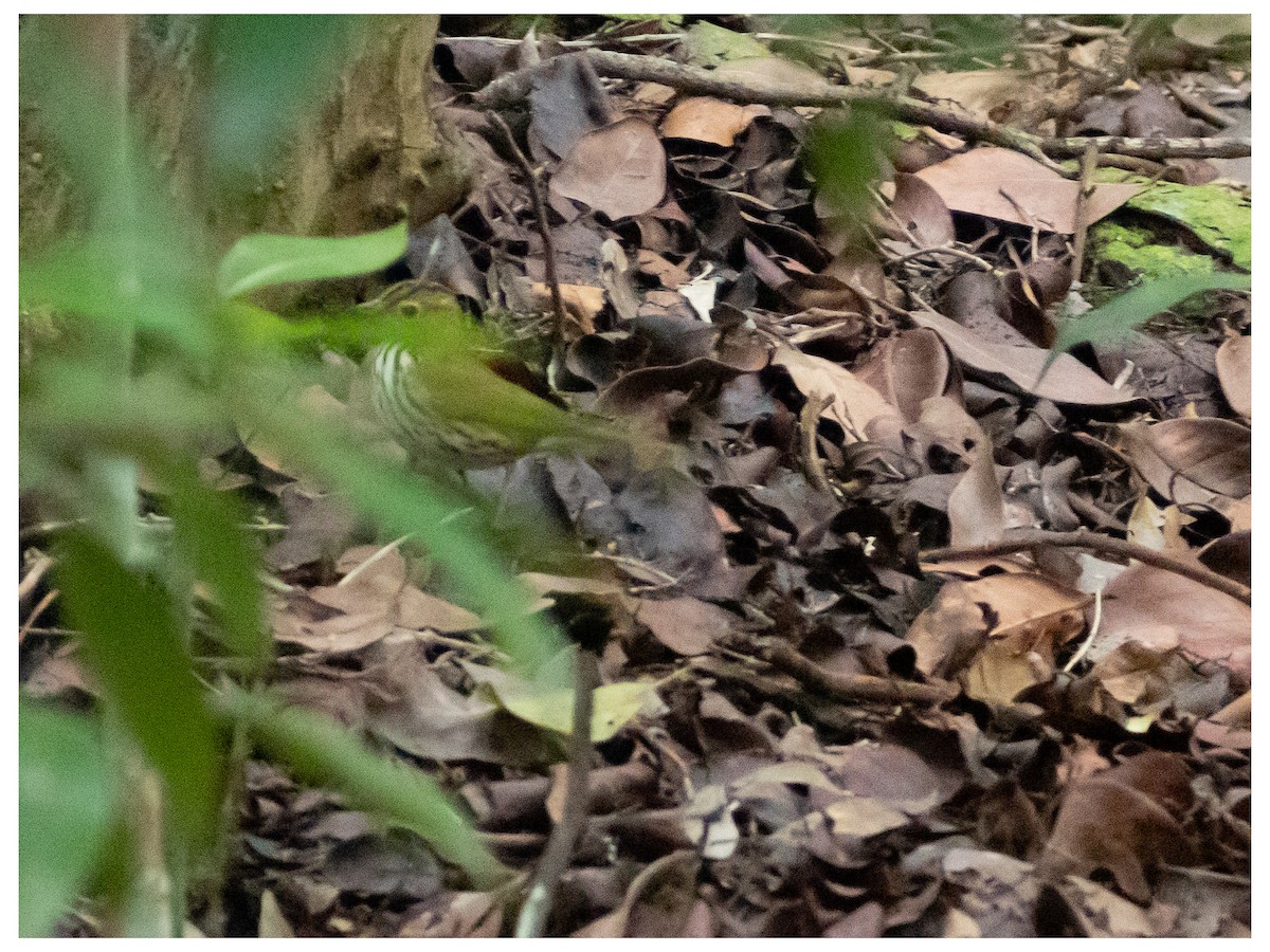 ovnparula - ML644551657