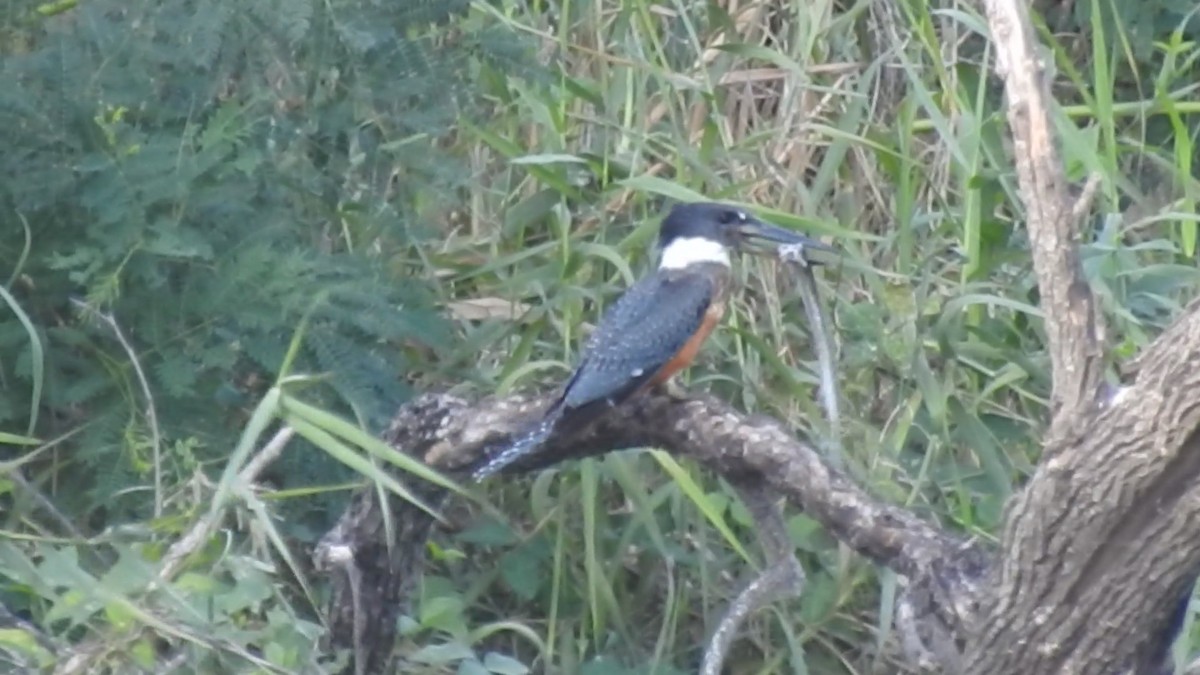 クビワヤマセミ - ML644551663